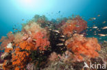 Zacht koraal (Dendronephthya spec.)