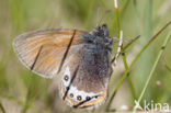 Alpenhooibeestje (Coenonympha gardetta)