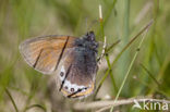 Alpenhooibeestje (Coenonympha gardetta)