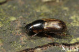 Aphodius prodromus