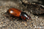 Aphodius rufus