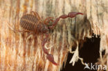 Bastaardschorpioen (Pseudoscorpiones sp.)