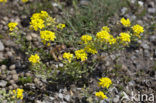 Bleek schildzaad (Alyssum alyssoides) 