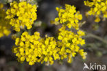 Bleek schildzaad (Alyssum alyssoides) 