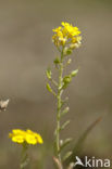 Bleek schildzaad (Alyssum alyssoides) 