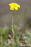 Bleek schildzaad (Alyssum alyssoides) 