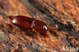 Cerylon ferrugineum