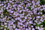 Citroentijm (Thymus x citriodorus)