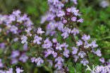 Citroentijm (Thymus x citriodorus)