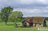 Culloden