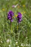 Dactylorhiza alpestris