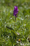 Dactylorhiza alpestris