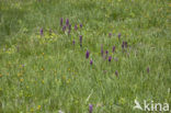 Dactylorhiza alpestris