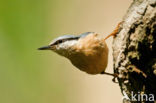 Europese Boomklever (Sitta europaea)