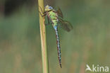 Groene glazenmaker (Aeshna viridis) 