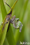 Groene glazenmaker (Aeshna viridis) 