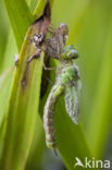 Groene glazenmaker (Aeshna viridis) 