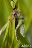 Groene glazenmaker (Aeshna viridis) 