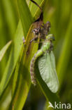 Groene glazenmaker (Aeshna viridis) 