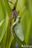 Groene glazenmaker (Aeshna viridis) 