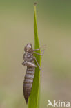 Groene glazenmaker (Aeshna viridis) 