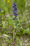 Harig zenegroen (Ajuga genevensis)