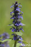 Harig zenegroen (Ajuga genevensis)