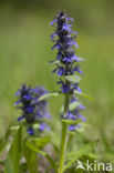 Harig zenegroen (Ajuga genevensis)