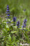 Harig zenegroen (Ajuga genevensis)