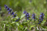 Harig zenegroen (Ajuga genevensis)