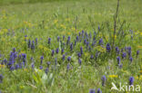 Harig zenegroen (Ajuga genevensis)