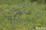 Harig zenegroen (Ajuga genevensis)