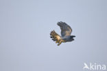 Havik (Accipiter gentilis)