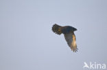 Havik (Accipiter gentilis)