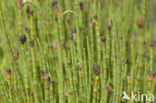 Holpijp (Equisetum fluviatile)