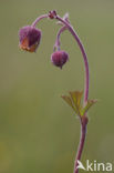 Knikkend nagelkruid (Geum rivale) 