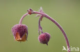 Knikkend nagelkruid (Geum rivale) 