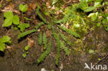 Knolspirea (Filipendula vulgaris) 