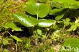 Mansoor (Asarum europaeum)