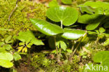 Mansoor (Asarum europaeum)