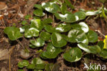 Mansoor (Asarum europaeum)