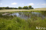 Naturpark Feldberger Seenlandschaft