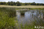 Naturpark Feldberger Seenlandschaft