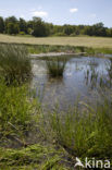 Naturpark Feldberger Seenlandschaft