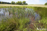 Naturpark Feldberger Seenlandschaft