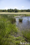 Naturpark Feldberger Seenlandschaft