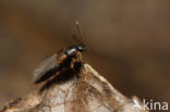 Nehemitropia lividipennis