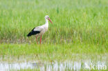 Ooievaar (Ciconia ciconia)