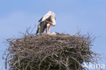 Ooievaar (Ciconia ciconia)