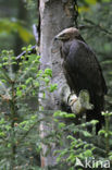 Schreeuwarend (Aquila pomarina)